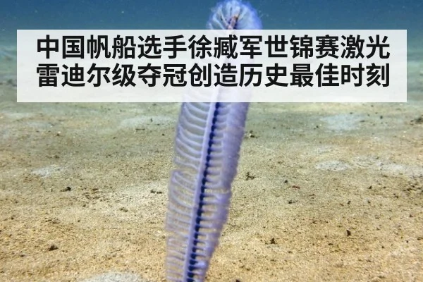 中国帆船选手徐臧军世锦赛激光雷迪尔级夺冠创造历史最佳时刻